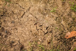 Top view shot of cracked soil. dry soil in cracks in the spring. young grass grows out of dry ground.