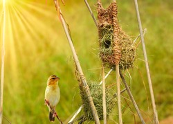 A small yellow bird perched on a  stick from a tree with a birdnest in a wild, looking for food on a day times, wildlife.