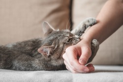 Aggressive gray cat attacked the owner’s hand. Beautiful cute cat playing with woman hand and biting with funny emotions. Selective focus
