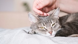 The gray striped cat lies in bed on the bed with woman's hand on a gray background. The hostess gently strokes her cat on the fur. The relationship between a cat and a person. Selective focus