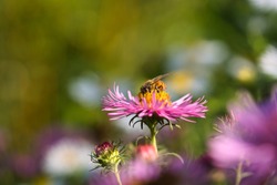 Bee on pink blooming aster in autumn
