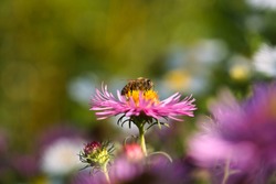 Bee on pink blooming aster in autumn
