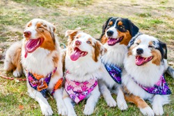 Fashion  smiling Australian shepherd dogs posing in a row for a photo  with a  colorful bandana scarf