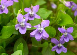 Growing wild common violet plant (wood violet, viola odorata, dog wild violet, viola hirta, viola sororia, sweet violet, Queen Charlotte flower). Closeup, low key