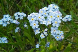 Blue forget me not flowers blooming on green background (Forget-me-nots, Myosotis sylvatica, Myosotis scorpioides). Spring blossom background. Closeup, low key