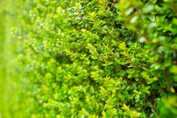 Vibrant boxwood bush texture. Light green bush texture. Green shrub in the garden for background and perspective.