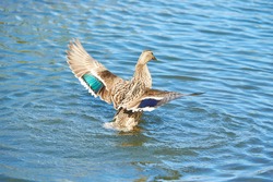 Detailed photo of a female wild duck flapping its wings in the water.