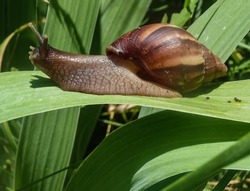 A large brown snail - ahaatin (ahatina - giant African snail, Achatina fulica, Lissachatina fulica) creeps on the green leaf of the iris, leaving the litter. Well visible snail's horns, close-up.
