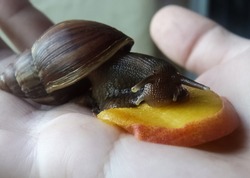 A large brown snail ahatina (giant African snail, Achatina fulica, Lissachatina fulica) eats a peach on the palm of a child, a large-scale plan. The cochlea is well visible.