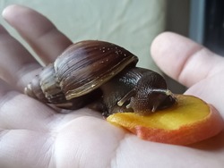 A large brown snail ahatina (giant African snail, land snail, Achatina fulica, Lissachatina fulica) eats a peach on the palm of a child, close-up. Horns are well visible. Soft focus effect.