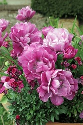 Closeup of overblown Pink Tulips in late Spring, Derbyshire England

