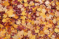 Colorful autumn leaves. natural background