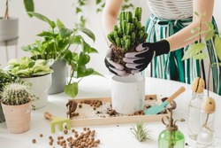Woman gardeners  transplanting cacti in ceramic pots on the white wooden table. Concept of home garden. Spring time. Stylish interior with a lot of plants. Taking care of home plants. Template.