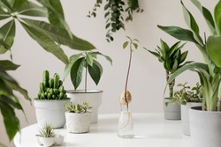 Stylish and botany composition of home interior garden filled a lot of plants in different design, elegant pots and avocado plant in glass bottle. White backgrounds walls. Green is better. Template.
