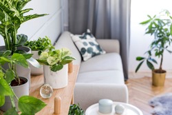 Stylish and boho home interior of living room with wooden shelf, design gray sofa, a lot of plants and elegant accessories. Botany and minimalistic gray home decor with plants. Cozy home decor.