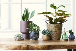 Modern composition of home garden filled a lot of beautiful plants, cacti, succulents, air plant in different design pots. Stylish botany interior. . Home gardening concept. Template.