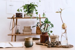 Stylish interior of home office space with wooden desk, forest accessories, avocado plant, bamboo shelf, plants and rattan decoration. Neutral home deco