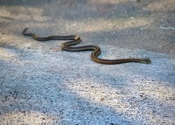 Garter Snake on a rough concrete with soft shadow of tree on sunny day in early Spring.
