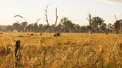 Cows Grazing on a Cattle Farm during the Sunrise in Outback Queensland Australia
