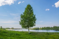 Lonely birch on the river bank. Summer sunny day