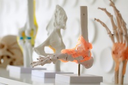 Selective focus on a of skeleton model of foot with blur foreground and background of human body and skull. Presenting about Medical or Educational concept