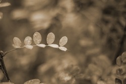 Blurred abstract sepia photo of last leaves on a branch in autumn