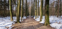 Sunny tree lane in snow