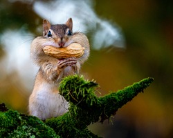 Closeup of a cute chipmunk in the woods