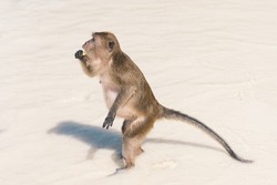 Wild monkey on a beach in Thailand during day time