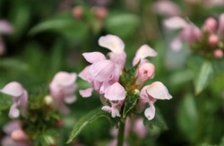 Spotted deadnettle light pink flowers