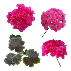 Isolated Flowers and leaves of geranium. cut flower elements