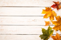 Colorful autumn dry leaves on white rustic wood blanks background. Empty space for copy, text, lettering. Autumn maple leaves background. Top view 