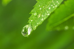 Big water drop on the green grass. Dew drop in the morning on a green leaf. green leaf with drops of water. Big beautiful drops of transparent rainwater on green leaves. with copy space