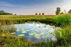 the Netherlands - Schraalland near De Meije Bodegraven. Pond with water lillies and rich grasslands. Polder 
Oerlandschap Wetlands Biodiversity

