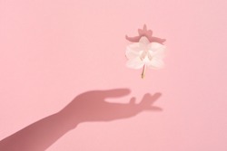 Female hand shadow keeps a white spring flower on a pink background. Springtime concept. Beauty and harmony symbol.