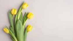 yellow tulips on a gray background, banner, top view, spring bouquet