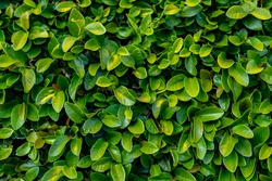 Close up of Green leaves of a bush in the park