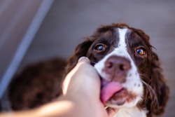 Springer Spaniel dog being pet and licking the hand of the person