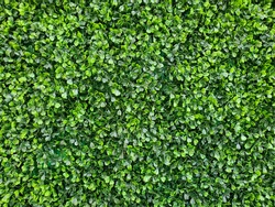
Artificial green leaves pattern wall exterior decoration.
