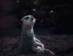 Meerkat looking at fireflies at night. Fantasy image.