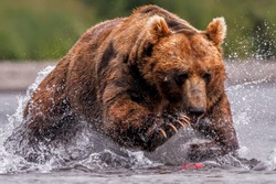Kamchatka male bear storming on a salmon fish in lake kuril with paws and claws 