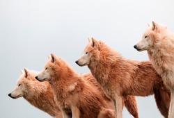 A pack of arctic wolves