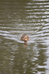 Mallard duck (Anas platyrhynchos - diazi) swimming alone in river or lake. Water bird idea concept. animal and wild nature photography. Vertical photo. No people, nobody. 