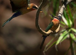 This action image shows a pair of wild bee-eater (Merops bullockoides) birds sharing a mealworm snack together as one lands on a branch next to the other.