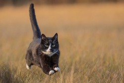 Fast cat running across the field