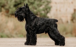 miniature schnauzer black stay dog show exterior