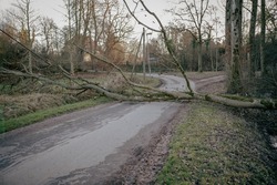 After a storm there is a fallen tree on the road