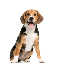 sitting and panting Beagles, Dog, isolated