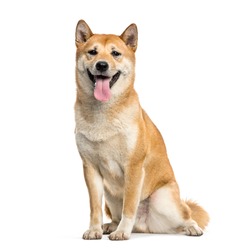 Sitting Shiba Inu Japanese dog looking over his shoulder - Free Stock ...