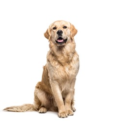Golden retriever dog sitting and panting, isolated